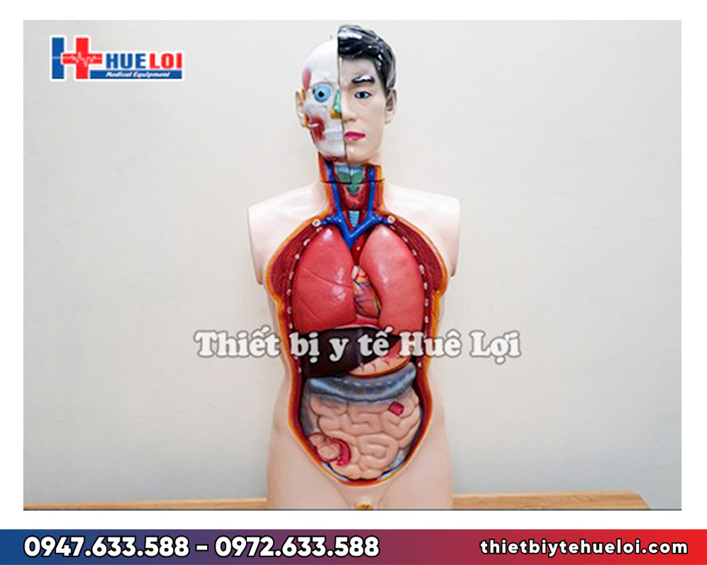 Mô hình giải phẫu nội tạng nam giới
